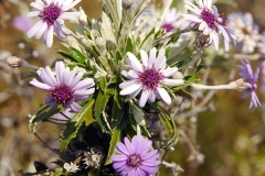 Chatham Islands Aster