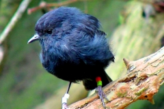 Chatham Islands Black Robin