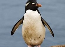Chatham-island-southern-rockhopper