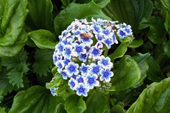 ForgetMeNot
