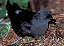 Leachs-storm-petrel