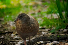 weka