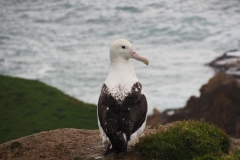 Antipodean Albatross