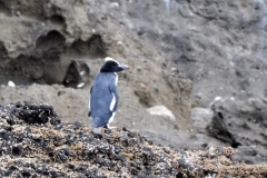 Chatham Islands Blue Penguin