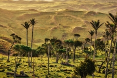 chatham-island-nikau