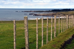 chatham-islands-fencing-scaled