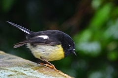 ctomtit-scaled