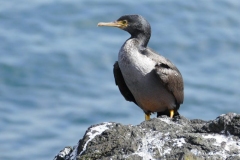 shag-scaled-e1588911969957