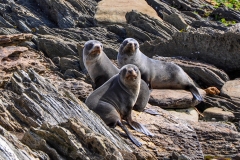 Point Munning Seal Colony