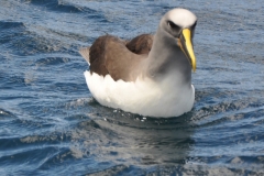 Albatross, Chatham Island