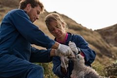 Albatross Feeding-