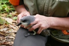 Chatham Island Petrel