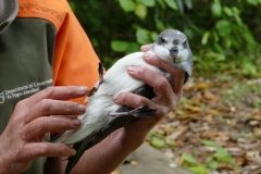 Chatham Island Petrel