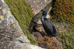 Pitt Island Shag