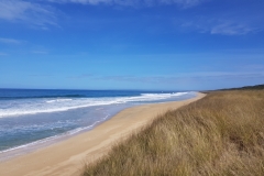 Hanson Bay, Chatham Island