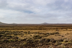 Northern-Volcanics-Chatham-Island-Photo_-Jackie-Gurden