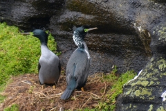Pitt Island Shags