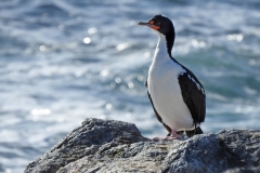 Chatham Island Shag