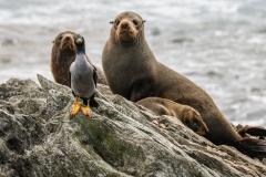 Seals and a Shag at Pt Munning, Chatham Islands