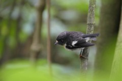 Chatham Tomtit