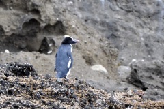 Blue Penguin