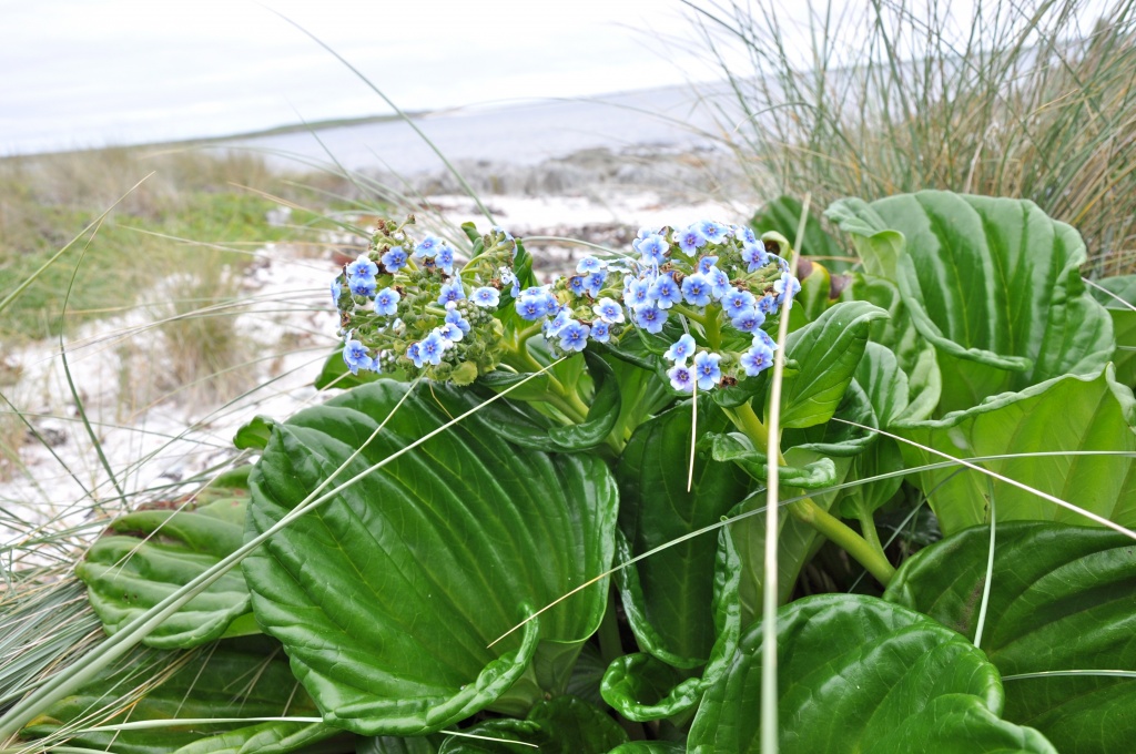 Chatham Islands Forget-me-not