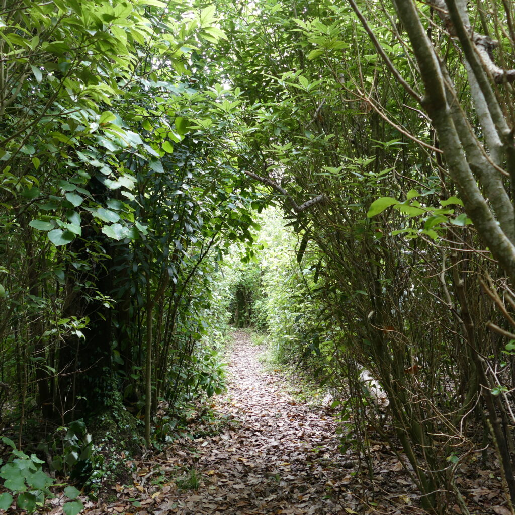 Stunning scenery Henga Scenic reserve Walking Track